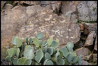 Panel of petroglyphs, Badger Springs Canyon. Agua Fria National Monument, Arizona, USA ( color)