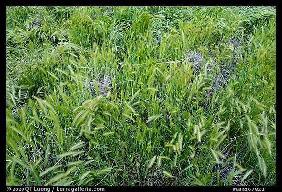 Grasses, Badger Springs Canyon. Agua Fria National Monument, Arizona, USA (color)