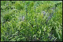 Grasses, Badger Springs Canyon. Agua Fria National Monument, Arizona, USA ( color)