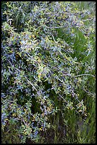 Shrubs in bloom. Agua Fria National Monument, Arizona, USA ( color)