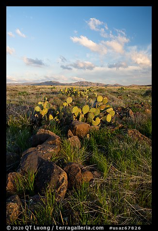Rocks and cactus. Agua Fria National Monument, Arizona, USA (color)