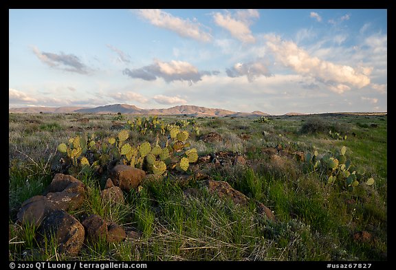Flats with rock and cacti. Agua Fria National Monument, Arizona, USA (color)