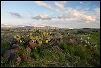 Flats with rock and cacti. Agua Fria National Monument, Arizona, USA ( color)