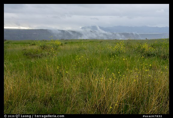 Tall grasses, spring wildflowers with foggy canyon. Agua Fria National Monument, Arizona, USA (color)
