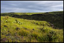 Grassy flats and canyon. Agua Fria National Monument, Arizona, USA ( color)