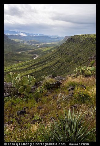 Desert vegetation on rim of Agua Fria Canyon. Agua Fria National Monument, Arizona, USA (color)