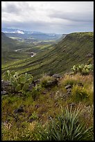 Desert vegetation on rim of Agua Fria Canyon. Agua Fria National Monument, Arizona, USA ( color)