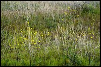 Close up of blooms and grasses. Agua Fria National Monument, Arizona, USA ( color)