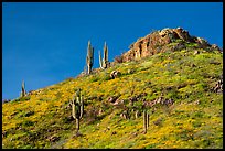 Saugaro cacti, wildflowers, and rock outcrop, Tonto National Monument. Tonto Naftional Monument, Arizona, USA ( color)