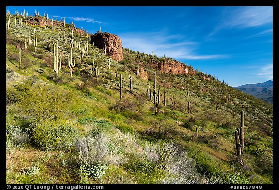 Saugaro cacti and rock outcrop, Tonto National Monument. Tonto Naftional Monument, Arizona, USA (color)