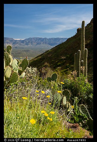 Wildflowers and cacti, Tonto National Monument. Tonto Naftional Monument, Arizona, USA (color)