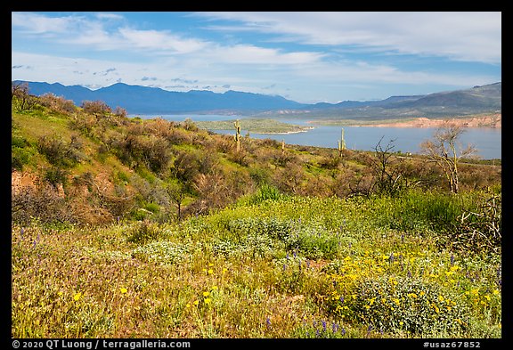 Wildflowers and Theodore Roosevelt Lake, Tonto National Monument. Tonto Naftional Monument, Arizona, USA (color)