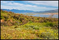 Wildflowers and Theodore Roosevelt Lake, Tonto National Monument. Tonto Naftional Monument, Arizona, USA ( color)