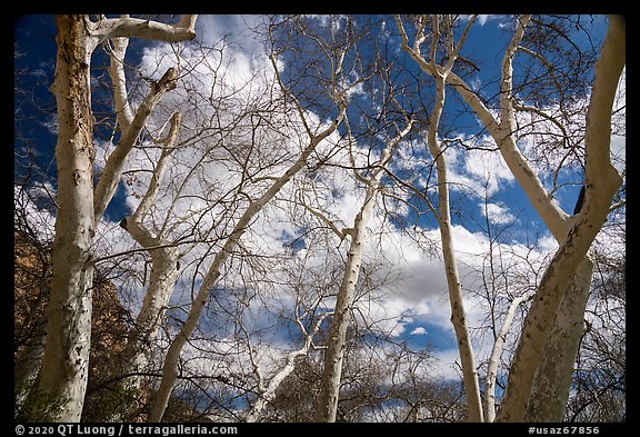 Sycamore trees, Montezuma Castle National Monument. Arizona, USA (color)