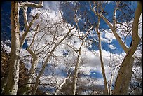 Sycamore trees, Montezuma Castle National Monument. Arizona, USA ( color)