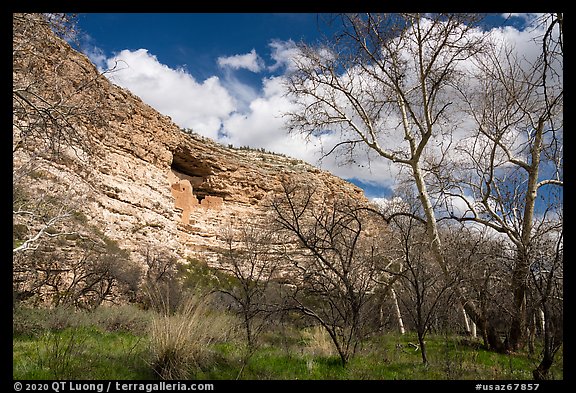 Sycamore trees and Montezuma Castle, Montezuma Castle National Monument. Arizona, USA (color)