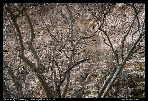 High cliff dwelling seen through bare branches, Montezuma Castle National Monument. Arizona, USA (color)