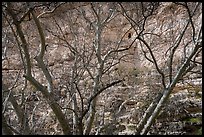 High cliff dwelling seen through bare branches, Montezuma Castle National Monument. Arizona, USA ( color)