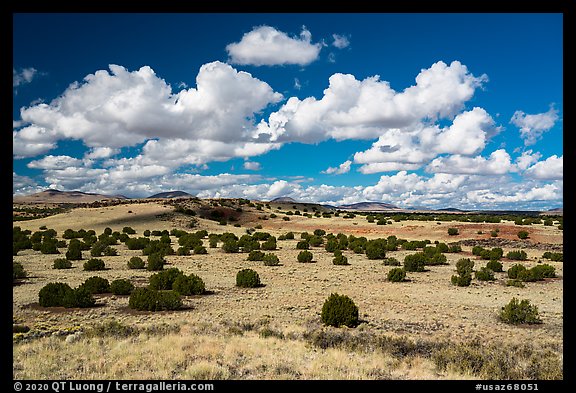 Desert grassland with juniper trees. Wupatki National Monument, Arizona, USA (color)