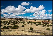Desert grassland with juniper trees. Wupatki National Monument, Arizona, USA ( color)