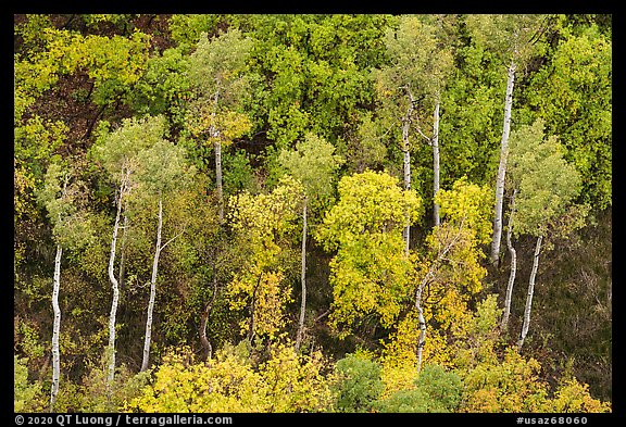 Aspen in early autumn, Betatakin canyon. Navajo National Monument, Arizona, USA (color)