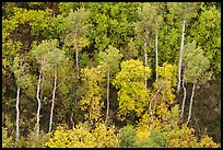 Aspen in early autumn, Betatakin canyon. Navajo National Monument, Arizona, USA ( color)