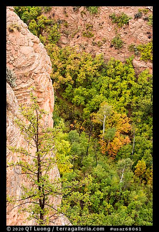 Cliff and aspen. Navajo National Monument, Arizona, USA (color)