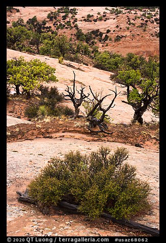 Juniper and sandstone. Navajo National Monument, Arizona, USA (color)
