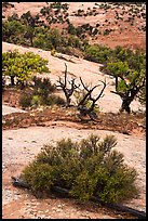 Juniper and sandstone. Navajo National Monument, Arizona, USA ( color)