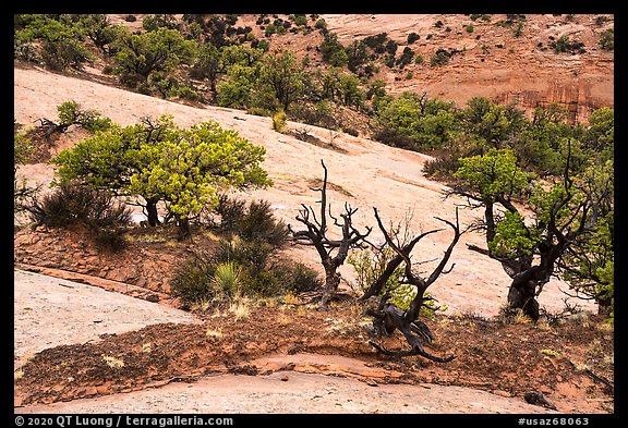 Along Sandal Trail. Navajo National Monument, Arizona, USA (color)