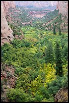 Forest in early autumn, Betatakin Canyon. Navajo National Monument, Arizona, USA ( color)