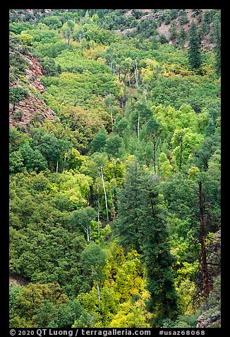 Aspen and conifer on Betatakin Canyon floor. Navajo National Monument, Arizona, USA (color)