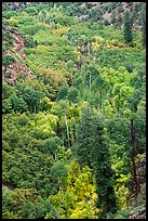 Aspen and conifer on Betatakin Canyon floor. Navajo National Monument, Arizona, USA ( color)