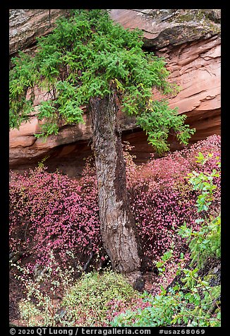 Flowers, pine, and sandstone. Navajo National Monument, Arizona, USA (color)