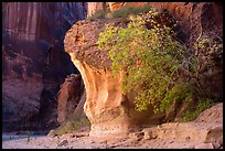 Tree in Paria Canyon. Vermilion Cliffs National Monument, Arizona, USA ( color)