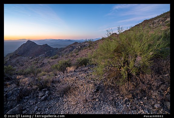 Palo Verde on slopes of Waterman Mountains at dawn. Ironwood Forest National Monument, Arizona, USA (color)