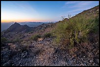 Palo Verde on slopes of Waterman Mountains at dawn. Ironwood Forest National Monument, Arizona, USA ( color)