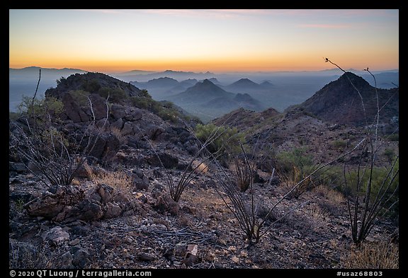 Ocotillo and desert peaks from Waterman Mountains at dawn. Ironwood Forest National Monument, Arizona, USA (color)