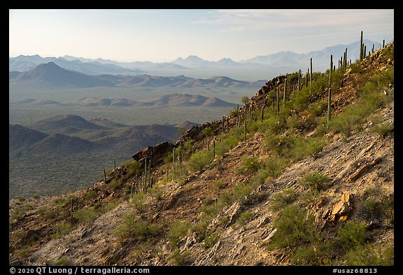 Slope with cactus, Waterman Peak. Ironwood Forest National Monument, Arizona, USA (color)
