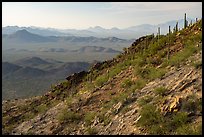 Slope with cactus, Waterman Peak. Ironwood Forest National Monument, Arizona, USA ( color)