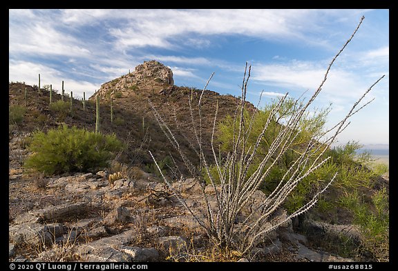 Ocotillo and Waterman Peak. Ironwood Forest National Monument, Arizona, USA (color)