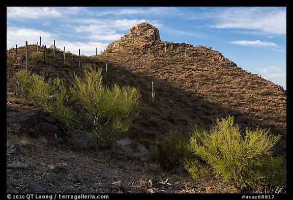 Palo Verde and Waterman Peak. Ironwood Forest National Monument, Arizona, USA