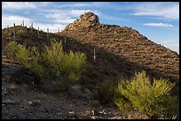 Palo Verde and Waterman Peak. Ironwood Forest National Monument, Arizona, USA ( color)