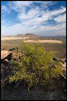 Palo Verde, Silver Bell Mine and Silver Bell Peak. Ironwood Forest National Monument, Arizona, USA ( color)