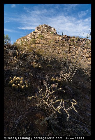Desert plants and Waterman Peak. Ironwood Forest National Monument, Arizona, USA (color)