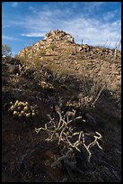 Desert plants and Waterman Peak. Ironwood Forest National Monument, Arizona, USA ( color)