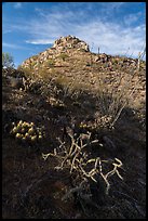 Desert plants and Waterman Peak. Ironwood Forest National Monument, Arizona, USA ( color)