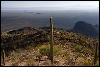 Saguaro cactus and plain from Waterman Peak. Ironwood Forest National Monument, Arizona, USA ( color)