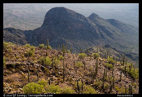 Cactus on Waterman Peak. Ironwood Forest National Monument, Arizona, USA (color)
