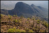 Cactus on Waterman Peak. Ironwood Forest National Monument, Arizona, USA ( color)